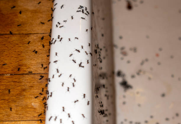 Best Affordable Pest Control Services  in Morgan, UT